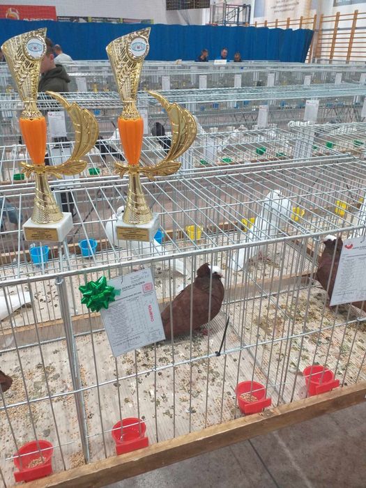 Łysek południowoniemiecki . Łyska