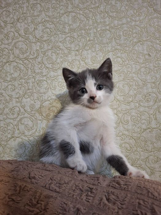Котенок, котик, кошеня Первомайськ