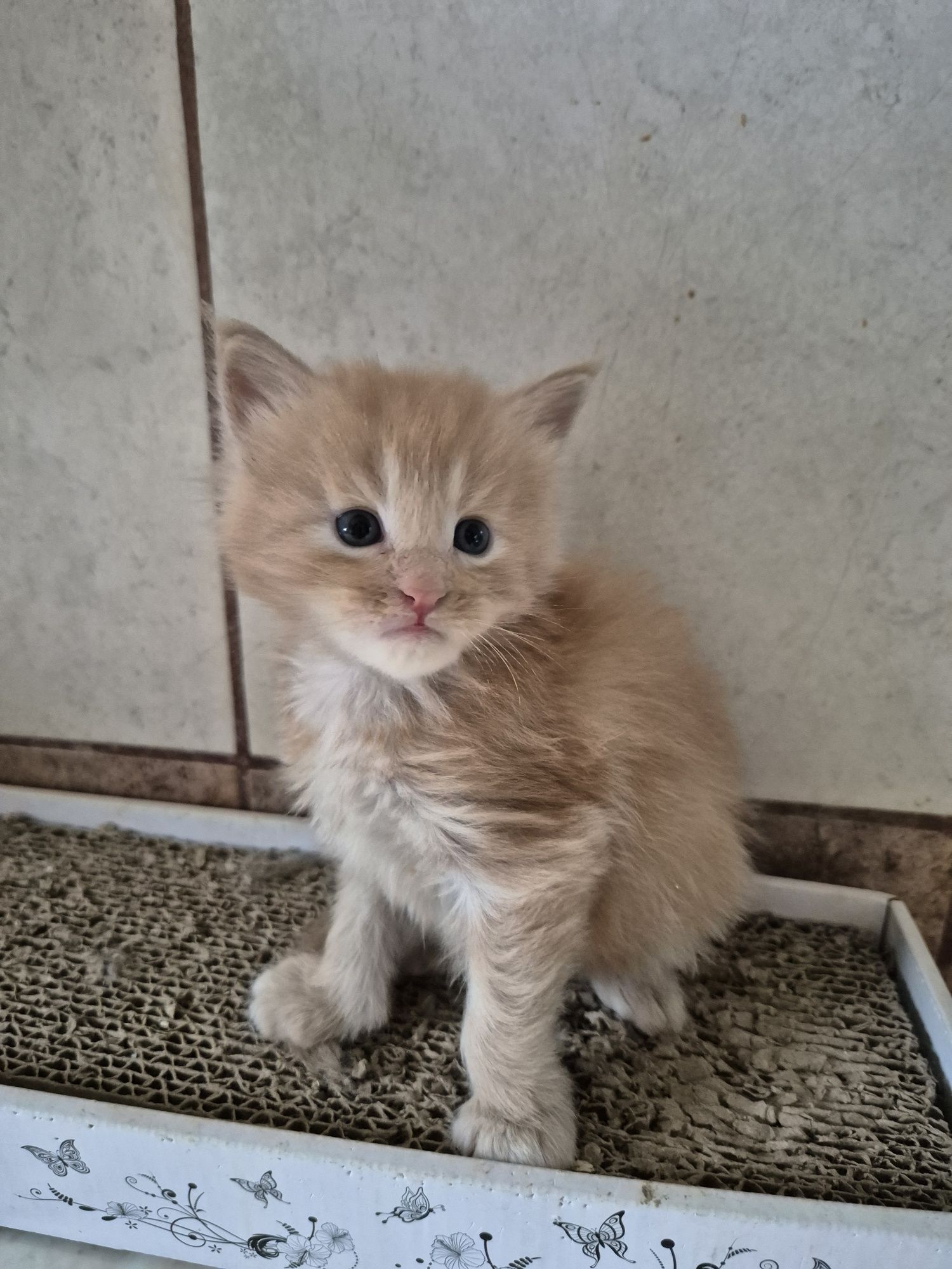 Kotek Maine coon rezerwacja Odbiór październik