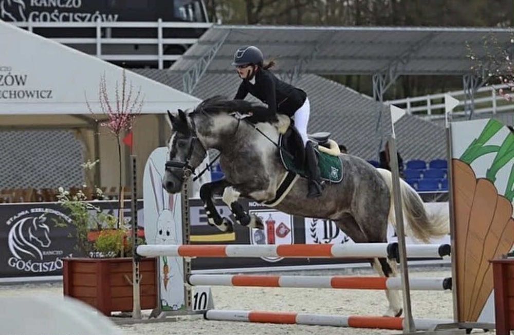 7 -letni srokaty kucyk grupy D