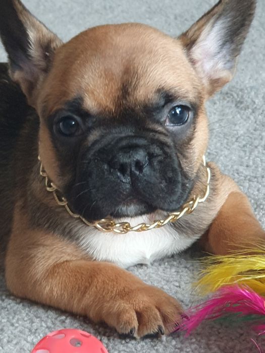 Buldog francuski/Śliczne  rudaski