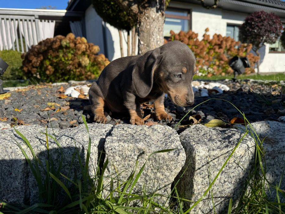 jamnik miniaturowy suczka blue