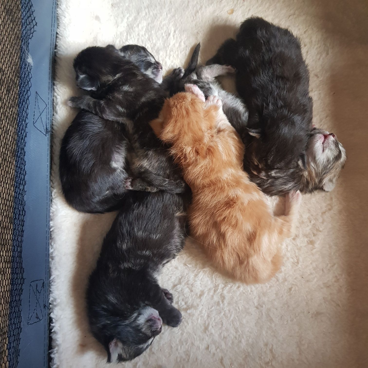 Kocięta Maine Coon