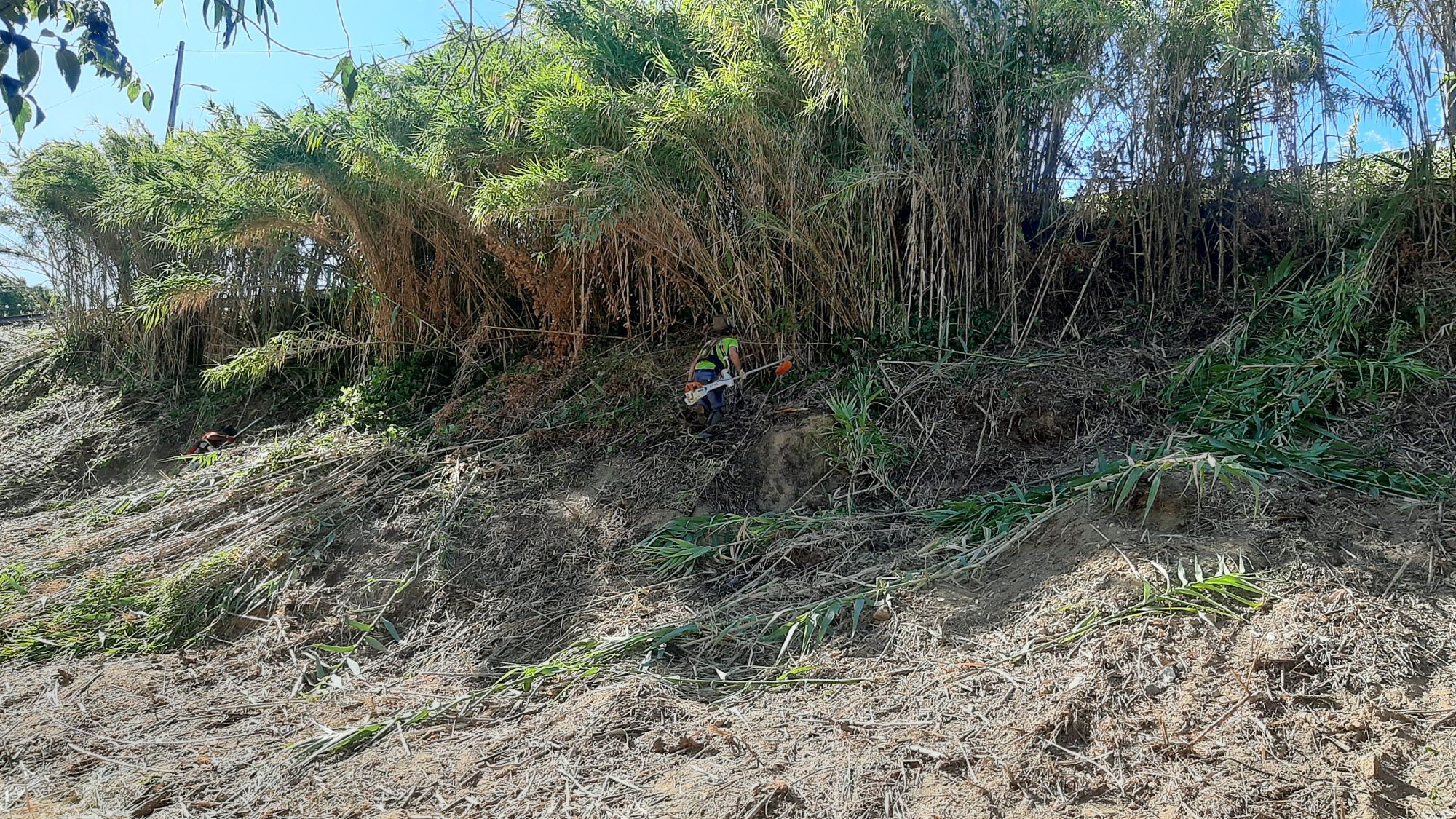 Trabalhoa silvicultura e jardinagem