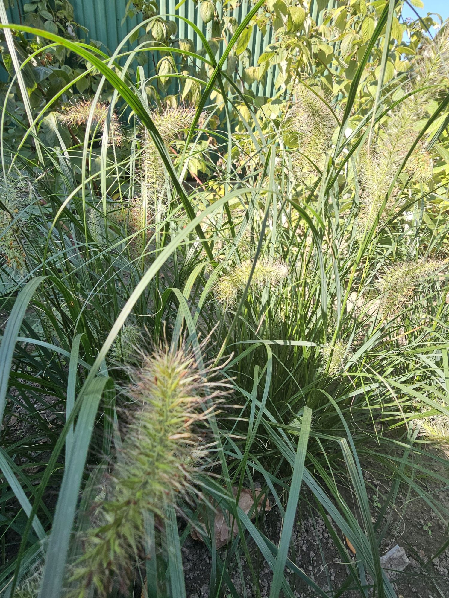 Trawa Rozplenica japońska Hemeln