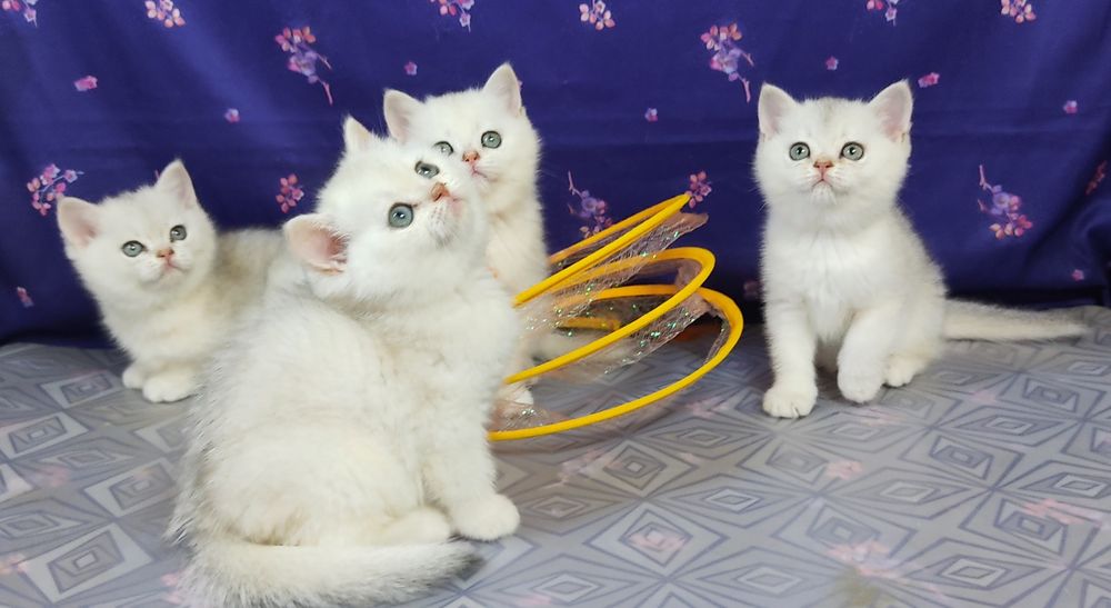 Кошенята шотландські прямовухі