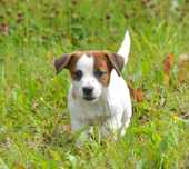 Jack Russell Terrier piesek Sony ZKwP FCI