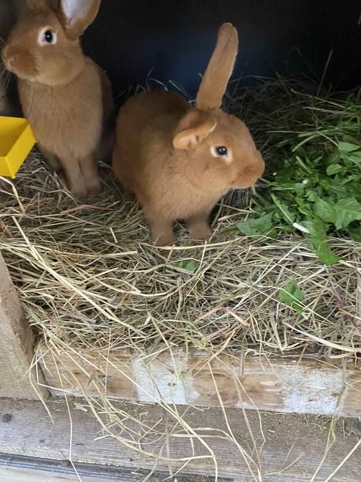 Króliki nowozelandzkie