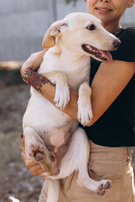 ЛаблаДвор ищет дом