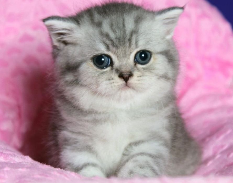 Продам красивых котят