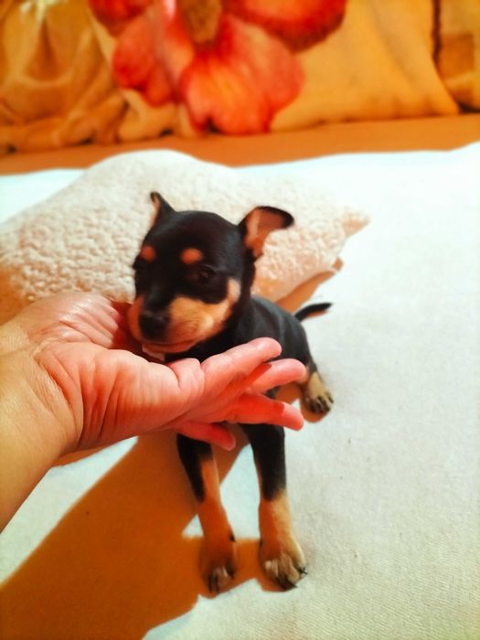 Pinscher macho lindo