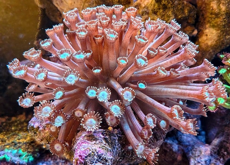 Akwarium morskie goniopora