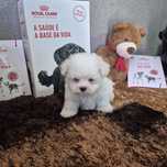 Bichon Maltês Macho Criadora Registada PT 3098 FL