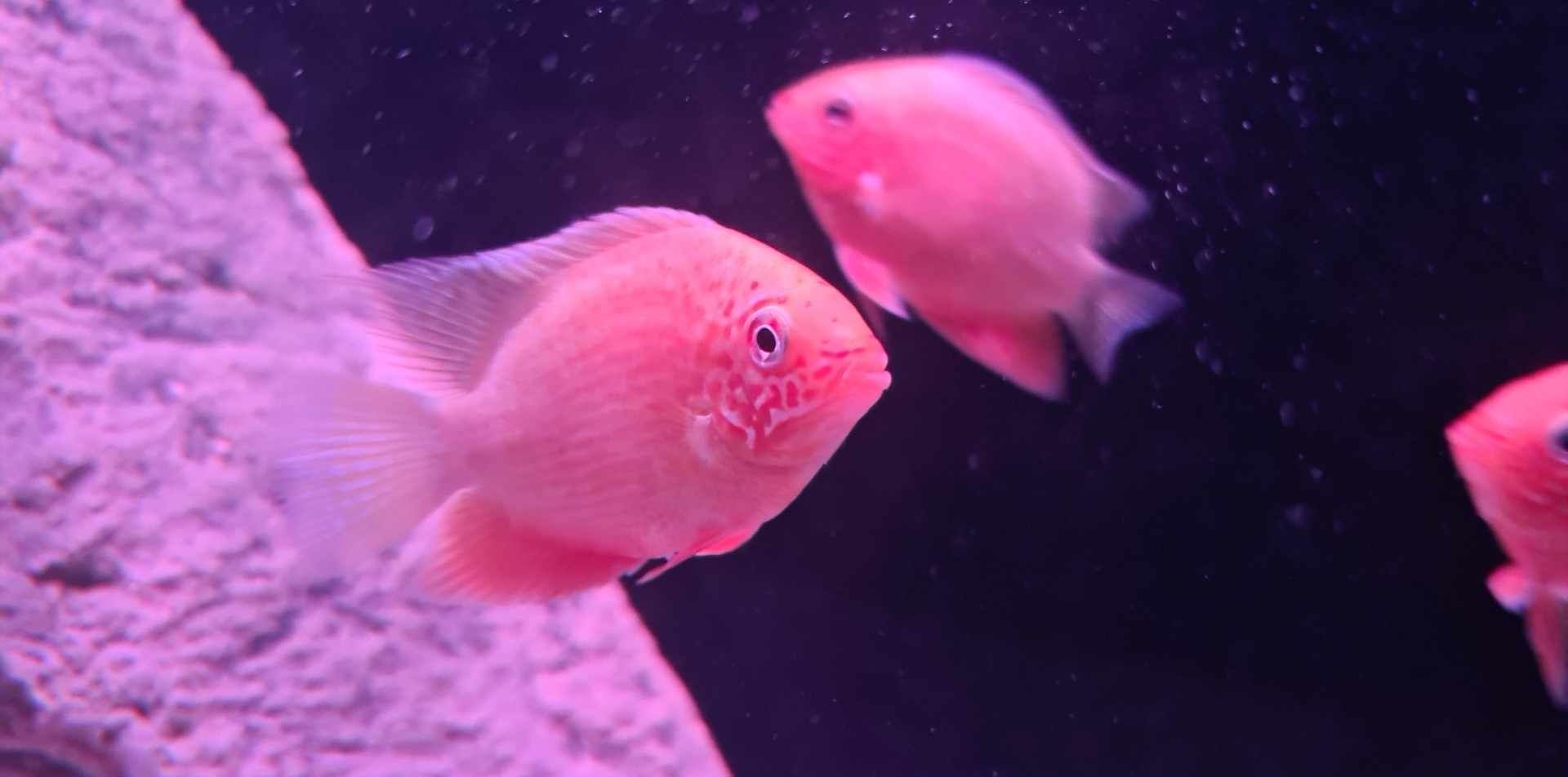 Pielegnice severum red