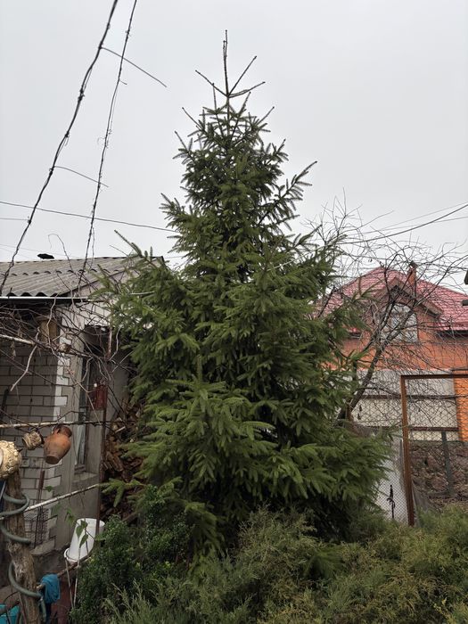 Ялинка приблизно 4 м висотою