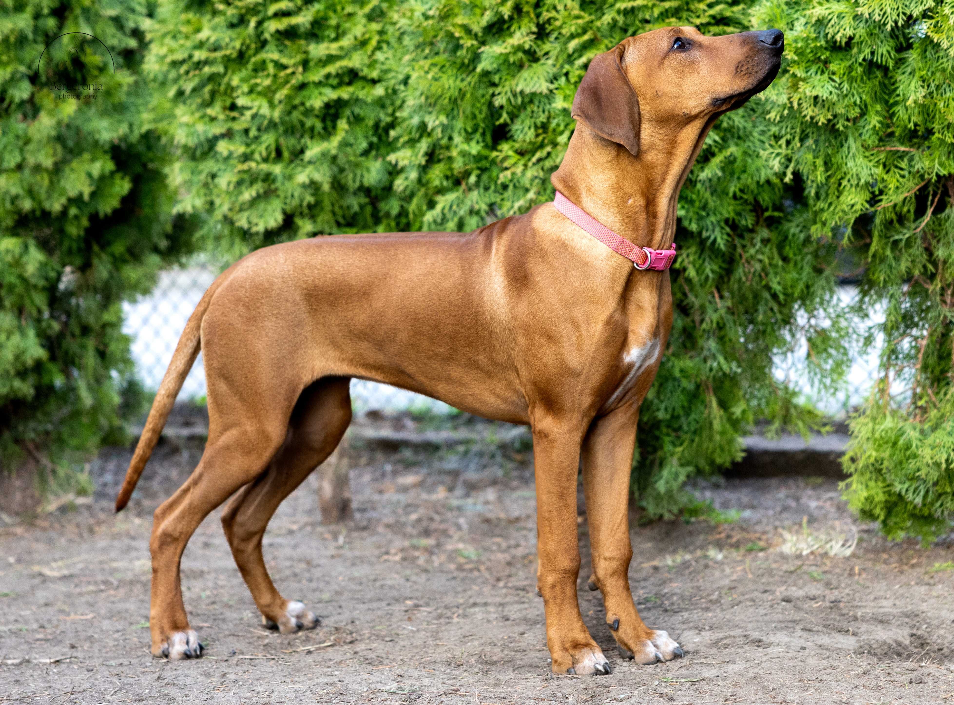 Rhodesian Ridgeback