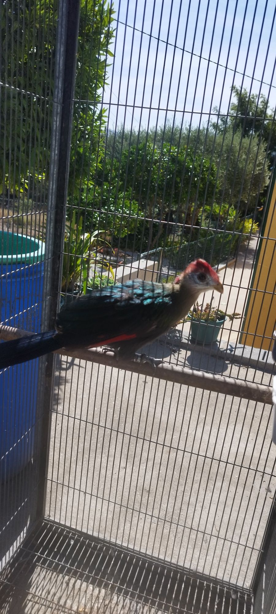 Turaco de crista vermelha