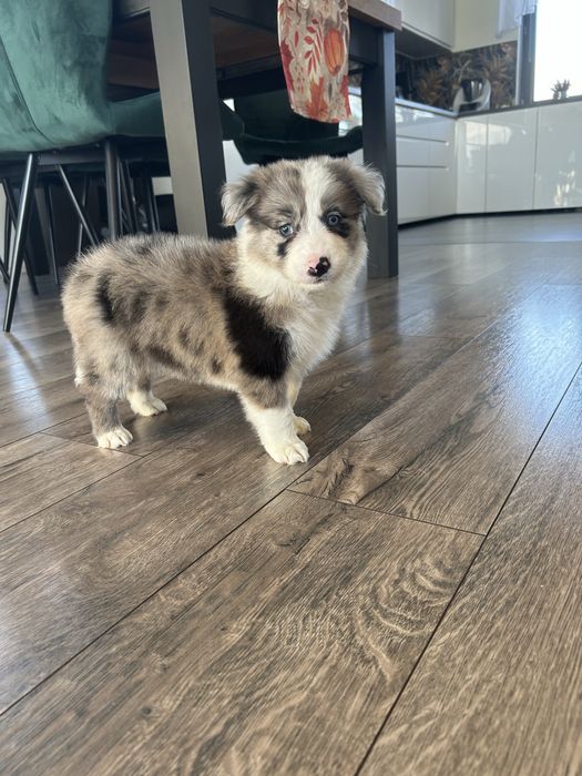 Border Collie Sunia Blue Merle