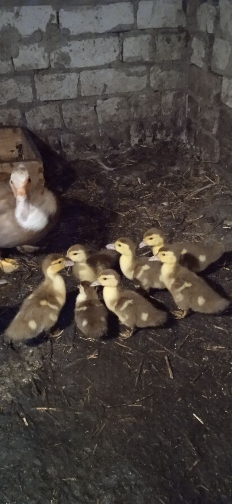 Продам каченят индокачки