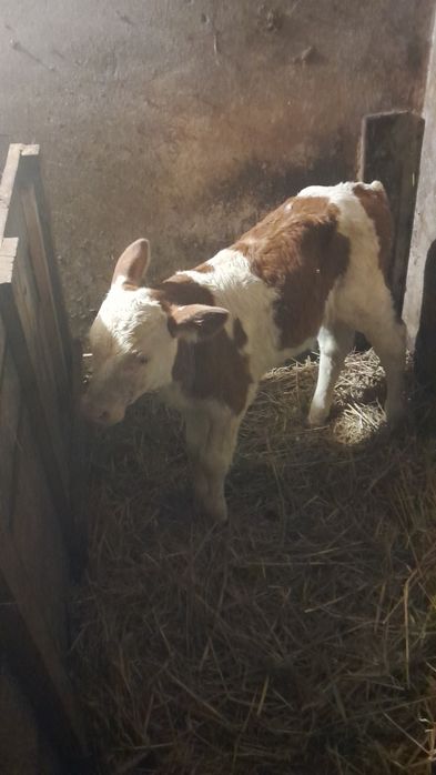 Szprzedam byczka rasy simental