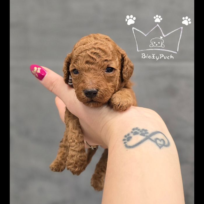 Pudel toy OSTATNIA suczka red Badania wyprawka paszport