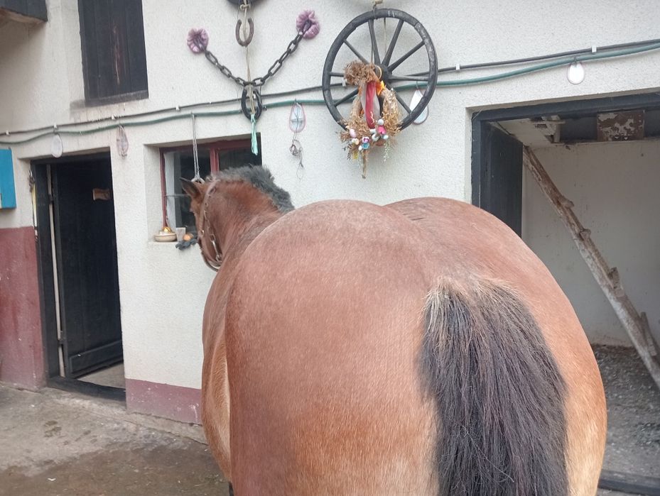 Klacz Zimnokrwista Źrebna