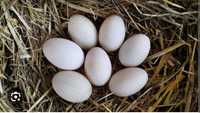 Jajka  lęgowe od kaczek francuskich