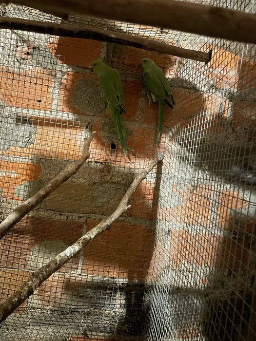 Ring nek para troca casal de irmãos