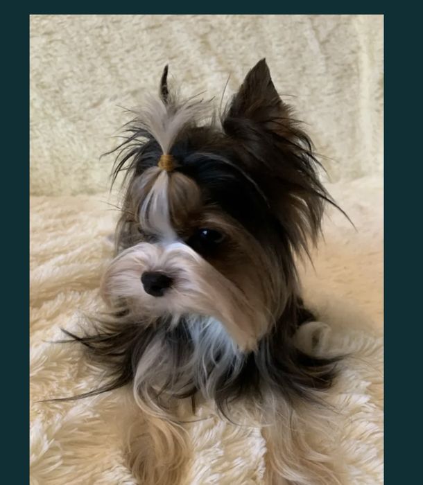 York Yorkshire Terrier suczka