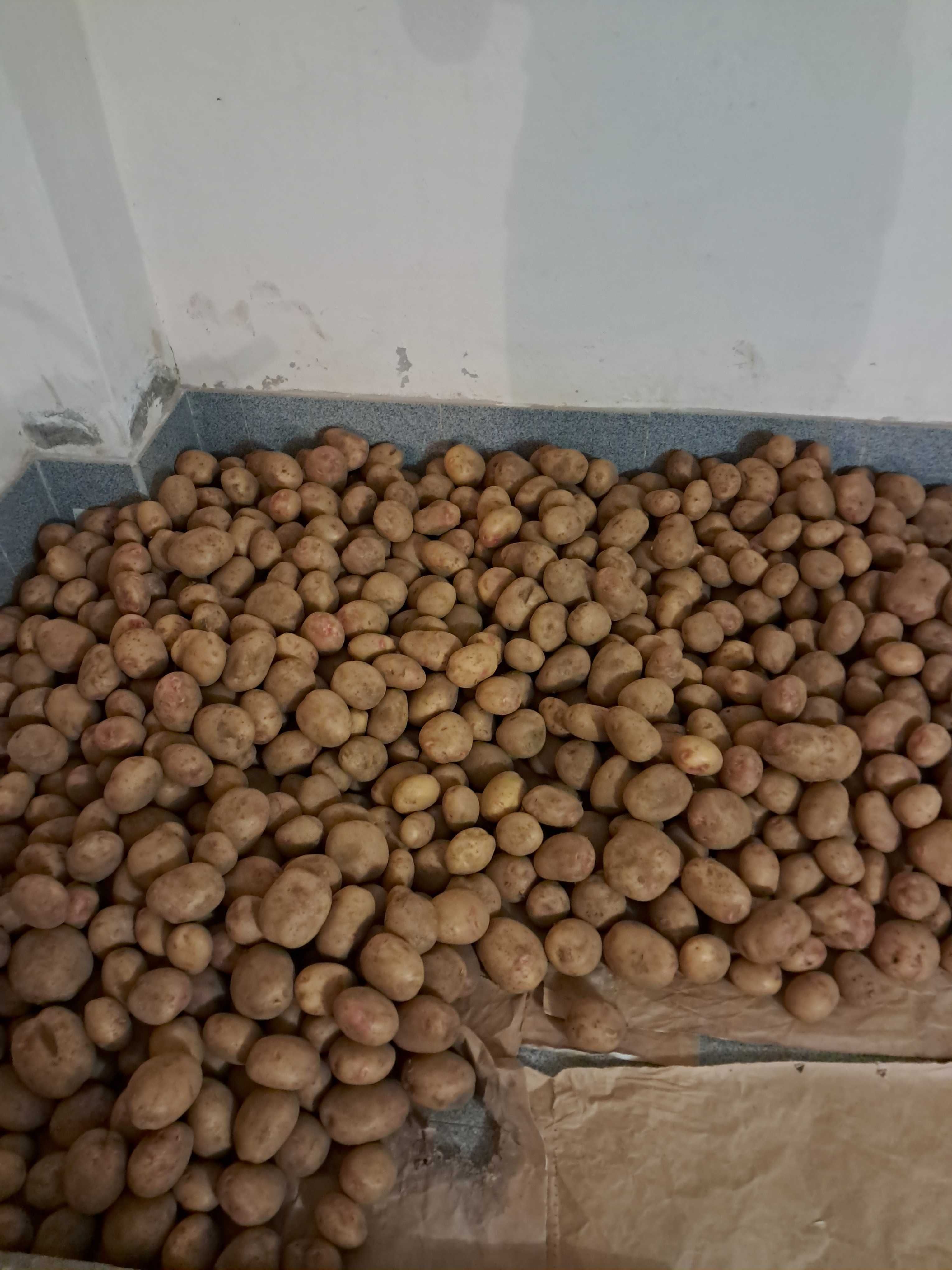 Batata branca NOVA