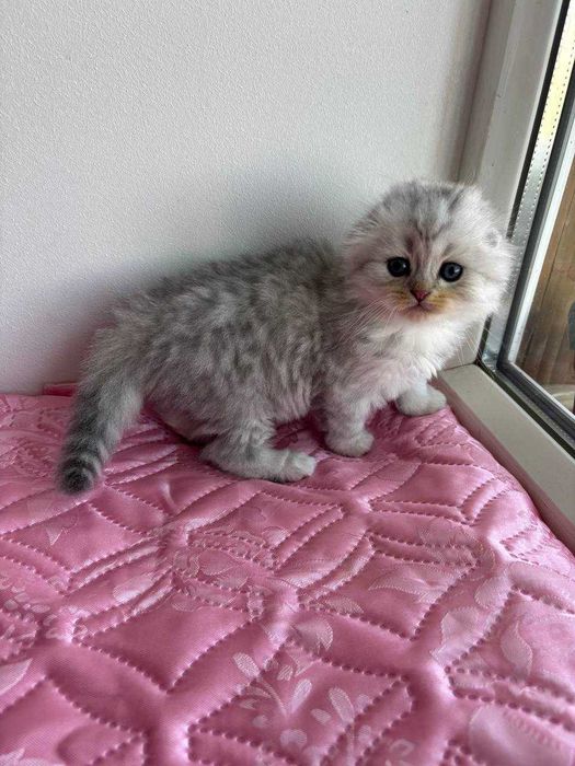 Шотландский котенок, Хайленд фолд , питомник