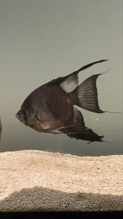Peixe escalar Preto