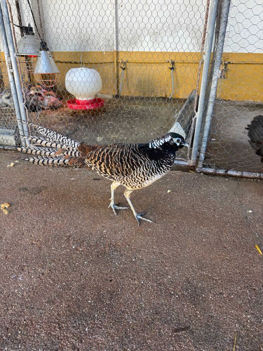 Vendo Faisões Ghigi, Lady e dourado