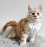 Maine Coon piękne kocurki