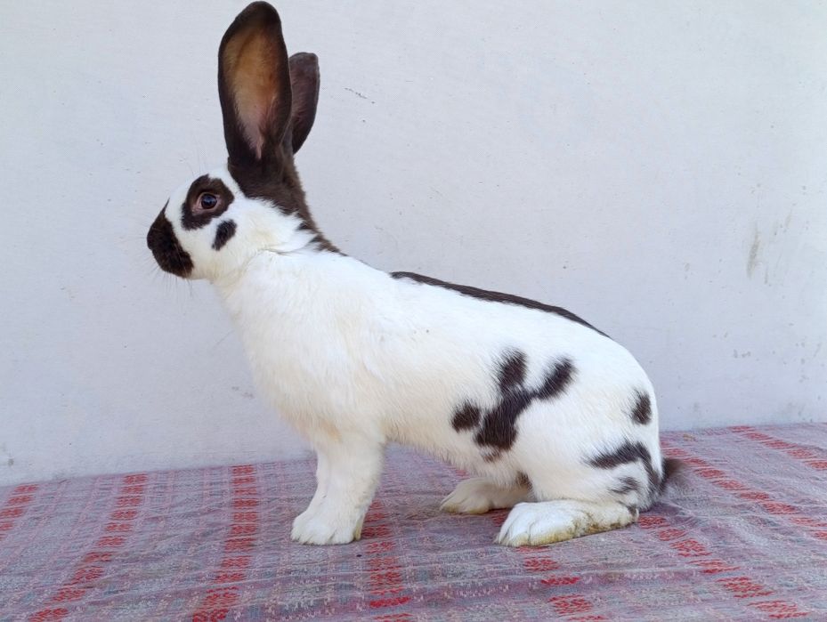 Німецький строкач Гавана