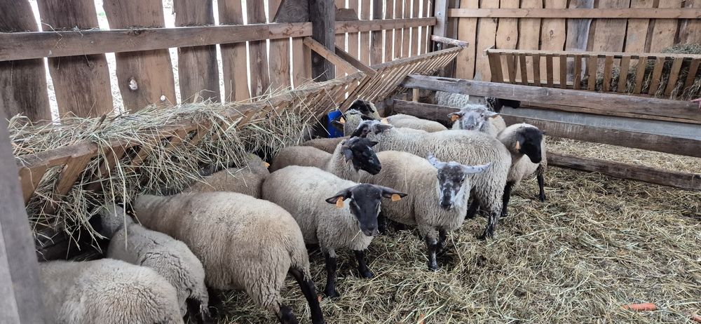 Sprzedam jagnięta suffolk i mieszańce