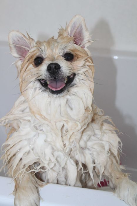 Груминг щпица ! Стрижка шпица !