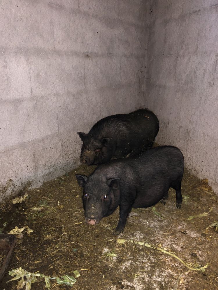Troco por frangos vermelhos