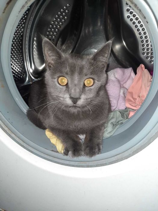 Породисте кошеня 6 місяців