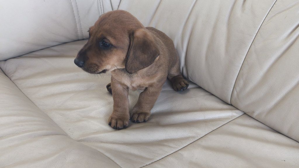 Pinscher com Teckel