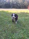 Border collie szczeniak gotowy do odbioru