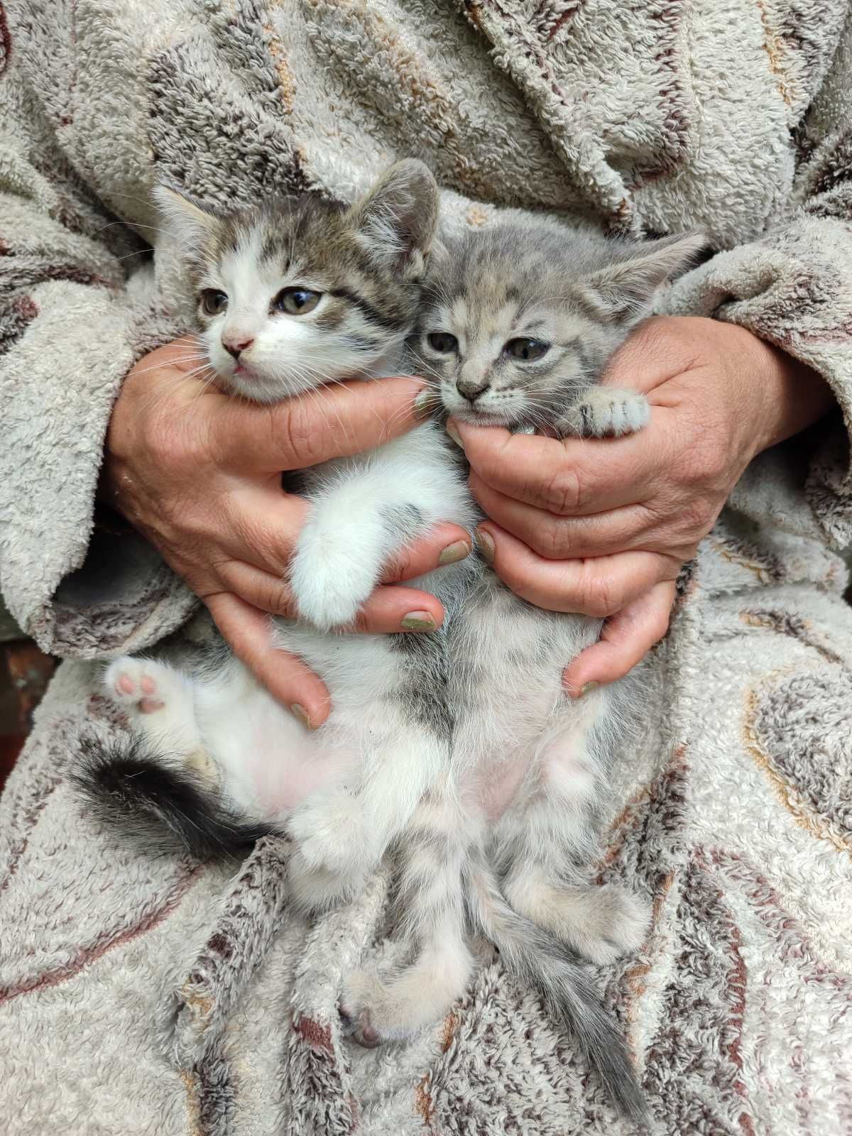 Котёнок котята кот кошка