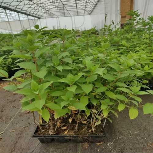 Hortensja Vanille Fraise - sadzonki w doniczkach p9 , dostawa