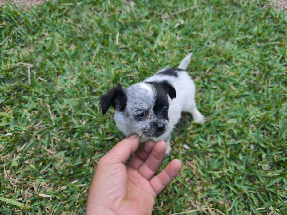Chihuahua mini fêmea pelo longo disponível para entrega imediata