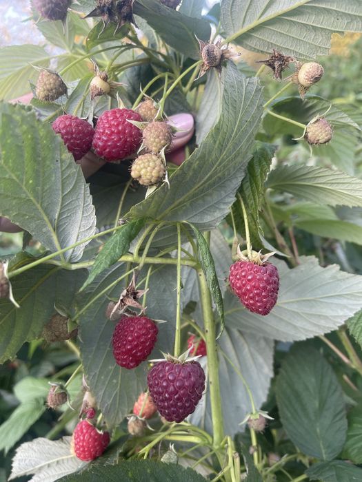 Sprzedam sadzonki maliny jesiennej Poemat