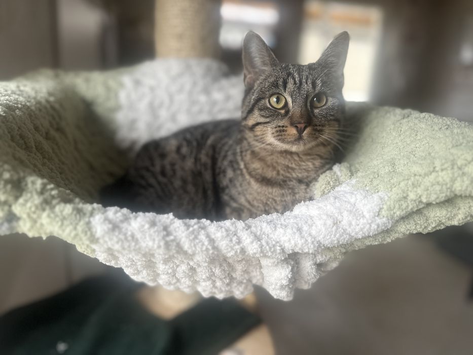 Loki - mały wojownik o łagodnym serduszku