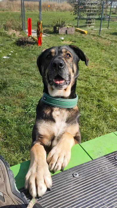 4 letni Wulkan - owczarek środkowoazjatycki do adopcji