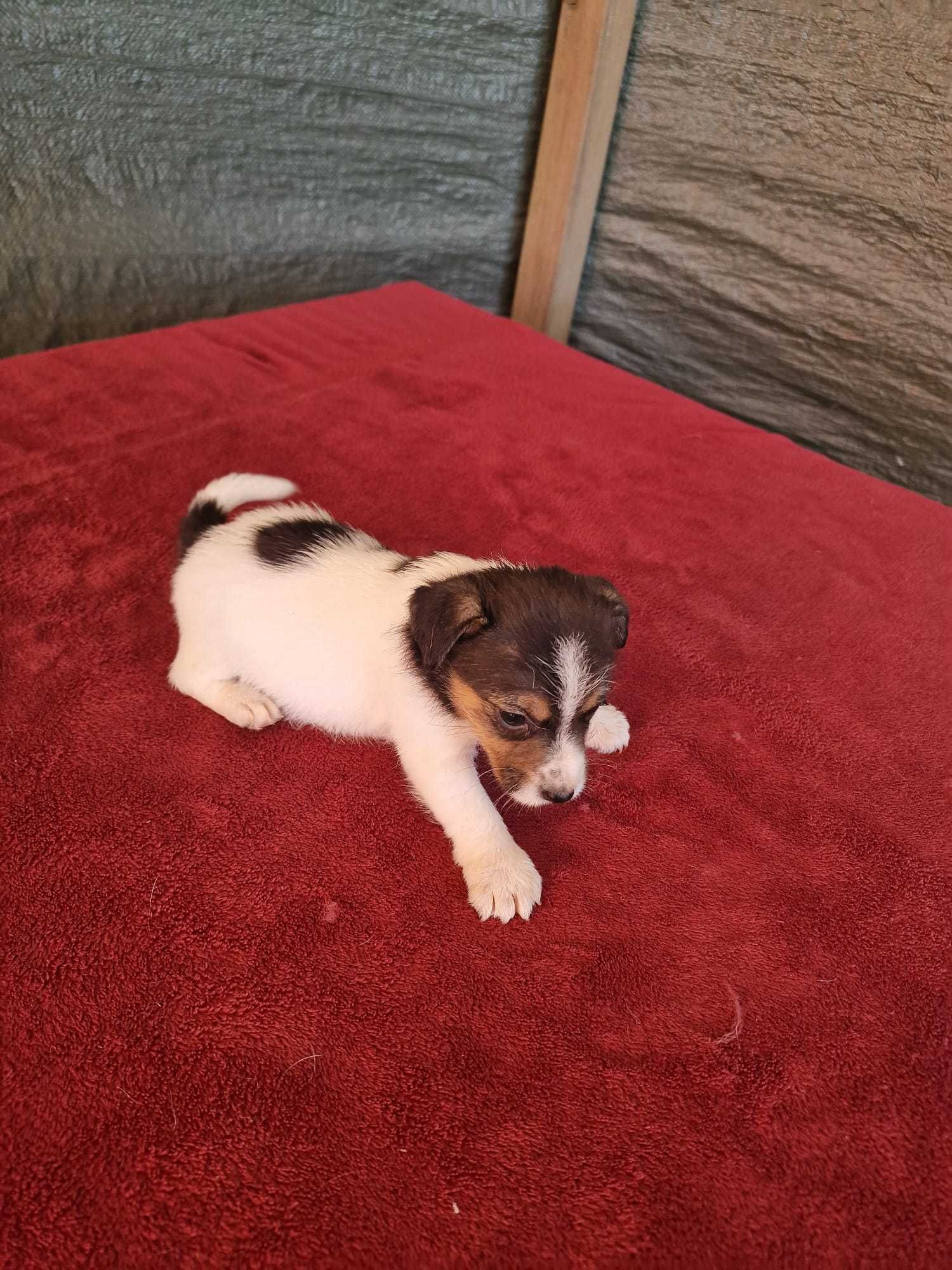 Jack Russel de porte pequeno, oportunidade única.