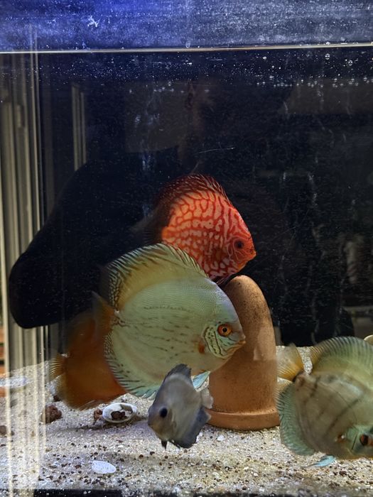 Discus entre os 10 e 22cm saudaveis