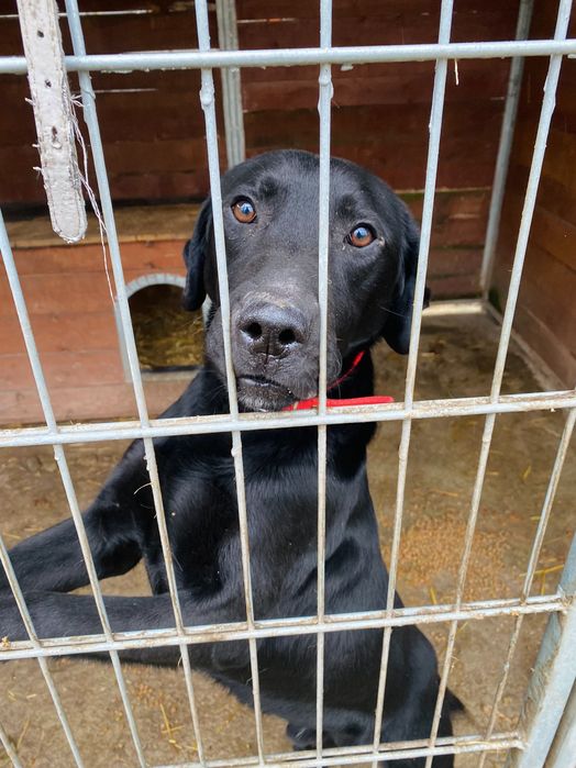Elvis czarny labrador pies do adopcji Kalisz Poznań Wrocław Łódź
